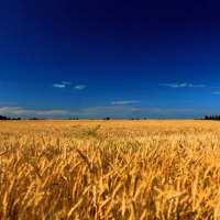 Ринок землі запустять у 2020 році