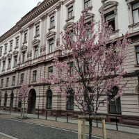 Весняні пейзажі: у Франківську зацвіли сливи Піссарді та магнолії. ФОТО