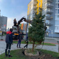 Скоро Новий рік: в ЖК Паркове містечко&raquo; садять ялинки. ФОТО