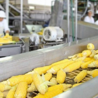 На Городенківщині можуть збудувати завод з переробки кукурудзи
